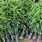 CÂY XOÀI ÚC TRỒNG ĐƯỢC Ở NHỮNG VÙNG NÀO