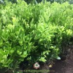 CÁCH PHÒNG TRÁNH SÂU BỆNH HẠI CÂY TẮC