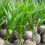 MUA CÂY GIỐNG DỪA DỨA Ở ĐÂU