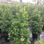 Ý NGHĨA CỦA CÂY TẮC NGÀY TẾT