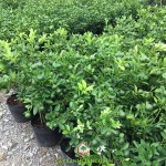 CHĂM SÓC CÂY TẮC RA TRÁI ĐÚNG DỊP TẾT