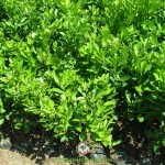 KỸ THUẬT TRỒNG CÂY TẮC KIỂNG