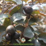 GIỐNG ỔI TÍM MALAYSIA CÓ TRỒNG ĐƯỢC Ở NƯỚC TA