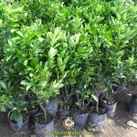 ĐẶC ĐIỂM CÂY TẮC