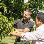 CÁCH CHĂM SÓC CÂY XOÀI ÚC