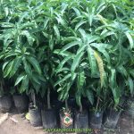 NGUỒN GỐC CÂY XOÀI ÚC