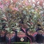 VÌ SAO CÂY ỔI TÍM ĐƯỢC NHIỀU NGƯỜI CHỌN TRỒNG