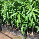 MUA GIỐNG CÂY XOÀI ÚC Ở ĐÂU UY TÍN