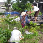 CÂY XANH GIA NGUYỄN CUNG CẤP 300 CÂY BƠ BOOTH CHO ANH PHONG Ở TÂY NINH