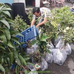 CÂY XANH GIA NGUYỄN CUNG CẤP 106 CÂY GIỐNG ĂN TRÁI CÁC LOẠI CHO CHỊ TIÊN Ở BÌNH DƯƠNG