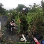 CÂY XANH GIA NGUYỄN CUNG CẤP 40 CÂY SAPOCHE CHO CHỊ NGA Ở HỒ CHÍ MINH