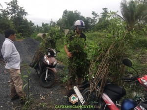 cây sapôchê, Cây Hồng Xiêm, Cây giống, Trồng cây ăn trái, Chăm sóc cây hồng xiêm