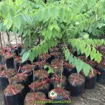 CÂY CHÙM RUỘT TRỒNG LÀM BONSAI