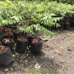 CÁCH TRỒNG VÀ CHĂM SÓC CHO CÂY CHÙM RUỘT CHO NĂNG SUẤT CAO