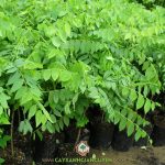 VƯỜN ƯƠM CÂY XANH GIA NGUYỄN BÁN CÂY CHÙM RUỘT GIỐNG