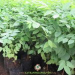 TRỒNG CÂY CHÙM RUỘT TỪ HẠT CÓ HIỆU QUẢ KHÔNG?