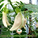 PHÂN BIỆT CÁC GIỐNG SO ĐŨA