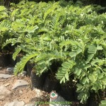 KỸ THUẬT TRỒNG CÂY SO ĐŨA TRỔ HOA QUANH NĂM