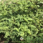 CÁCH CHĂM SÓC CÂY SO ĐŨA TỨ QUÝ