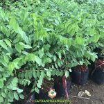 CÂY CHÙM RUỘT CÓ TÁC DỤNG CHỮA BỆNH GÌ?