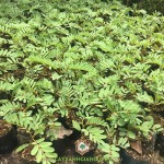 Ở ĐÂU BÁN GIỐNG CÂY SO ĐŨA TỨ QUÝ ?