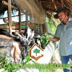 MÔ HÌNH LÀM GIÀU TRỒNG CÂY SO ĐŨA KẾT HỢP NUÔI DÊ