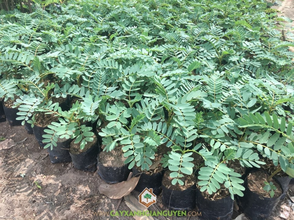 Cây So Đũa, Cây nhiệt đới, Vỏ cây So Đũa, Lá So Đũa, Trái So Đũa