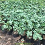 VÌ SAO NÓI CÂY SO ĐŨA CÓ TÁC DỤNG CHỮA BỆNH