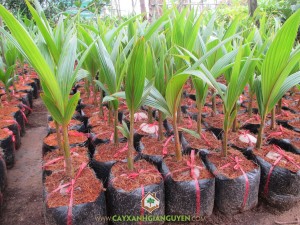 Cây Dừa Dâu, Cách chăm sóc cây Dừa Dâu, Vườn Dừa Dâu, Trồng Dừa Dâu, Dừa Dâu