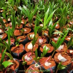 CÂY DỪA DÂU BỊ BỆNH PHẢI LÀM SAO