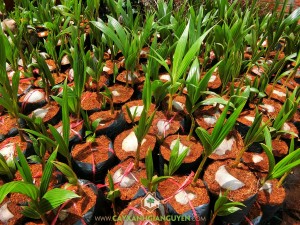 Cây Dừa Dâu, Giống dừa, Vườn Dừa Dâu, Dừa, Cây ăn trái