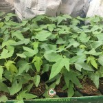 ĐẶC ĐIỂM GIỐNG ĐU ĐỦ RUỘT ĐỎ