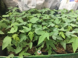 Giống đu đủ ruột đỏ, Đu đủ, Cây đu đủ ruột đỏ, Vỏ quả đu đủ Đài Loan, Quả đu đủ Đài Loan