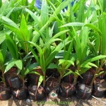 ĐẶC ĐIỂM GIỐNG DỪA ẺO