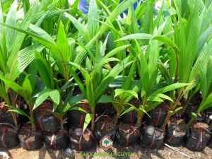 Dừa ẻo, Giống dừa ẻo, Cây ăn trái, Cây dừa ẻo, Dừa xiêm dây