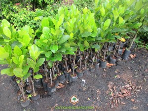 Mít Viên Linh, Cây mít thái viên linh, Cây mít viên linh, Giống mít viên linh, Quả mít viên linh