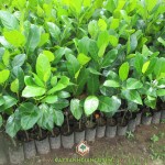 GIỐNG MÍT VIÊN LINH TRỒNG BAO LÂU CHO TRÁI