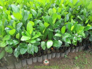 Giống mít viên linh, Cây mít viên linh, Giống cây ăn trái, Mít viên linh, Trồng cây giống