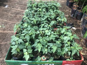 Đu đủ ruột đỏ, Cây giống, Cây giống đu đủ ruột đỏ, Trồng cây đu đủ ruột đỏ, Giống đu đủ