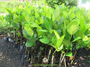 Mít viên linh, Cây mít viên linh, Cây mít viên linh giống, Cây mít, Giống mít