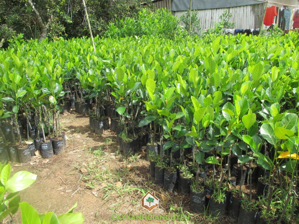 Mít nghệ viên linh, Mít viên linh, Cây ăn trái, Mít nghệ cao sản, Mít siêu sớm