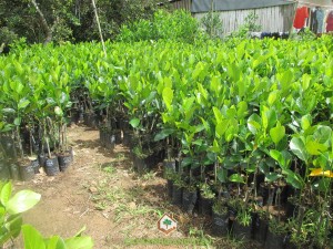 Mít nghệ viên linh, Mít viên linh, Cây ăn trái, Mít nghệ cao sản, Mít siêu sớm