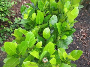 Cây giống mít viên linh, Mít viên linh, Cây mít viên linh, Chăm sóc cây mít viên linh, Vườn ươm Cây Xanh Gia Nguyễn