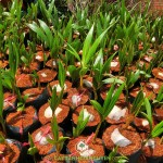 PHÂN BIỆT CÁC GIỐNG DỪA DÂU