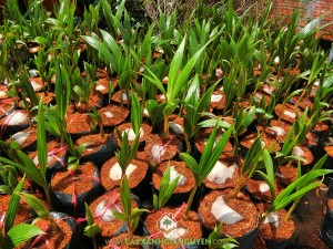 Dừa dâu, Giống dừa dâu, Dừa dâu xanh, Trái dừa dâu, Dừa dâu đỏ