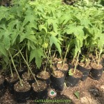 PHÒNG TRỪ SÂU BỆNH CHO CÂY ĐU ĐỦ RUỘT ĐỎ