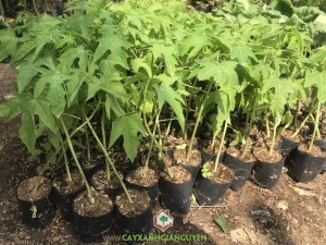 Cây đu đủ ruột đỏ, Giống đu đủ ruột đỏ, Cây ăn trái, Đu đủ ruột đỏ, Vườn đu đủ ruột đỏ