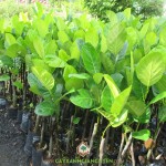 PHÒNG TRỪ SÂU BỆNH CHO CÂY MÍT VIÊN LINH