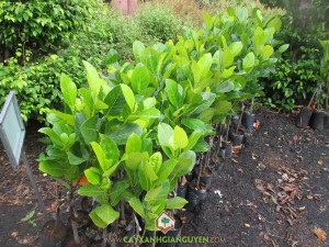 Giống mít viên linh, Giống mít ta, Giống mít, Cây mít viên linh, Trái mít viên linh