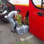 CÂY XANH GIA NGUYỄN CUNG CẤP 20 CÂY SẦU RIÊNG THÁI MONTHONG CHO ANH LINH Ở HÀ NỘI